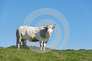 Native cow of the Navarrese Pyrenees photo