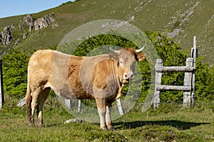 Native cow of the Navarrese Pyrenees photo