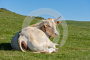 Native cow of the Navarrese Pyrenees photo