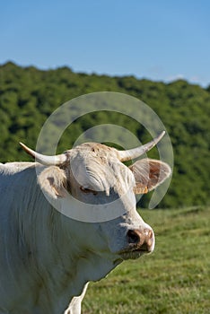Native cow of the Navarrese Pyrenees photo