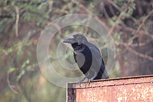 A native crow peacefully resting in the morning time on a corrosive sign board. This bird is very helping to it's own species