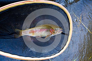 Native Deschutes Redside Rainbow Trout