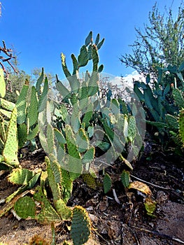 Native Desert Vegatation Prickly Pear Cactus Group  Skyscape Nature Foliage Photography photo