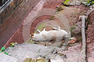 A native dog sleeping outside a country house, Chinese Pastoral Dog