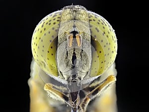 Native drone fly / hover flies