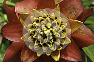 Native Ecuadorian flower in full bloom. Close up