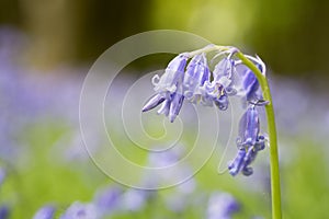 The native English Bluebell