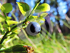 Native estonia blueberry photo