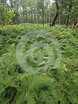 Native ferns grow in a wooded area or forest in West Virginia USA.