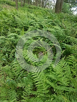 Native ferns grow in a wooded area or forest in West Virginia USA.