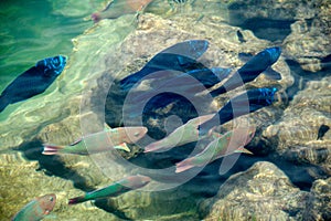 Native fish by the coast of Cape Florida