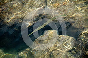 Native fish by the coast of Cape Florida