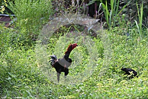 Native Gamecock of Thailand