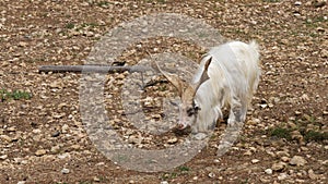 Native goat in Sicily with impressive horns is looking for edible