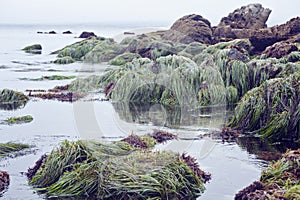 Native grass on Monterey Bay