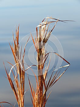 Native grass prairie, Oklahoma, Elliott Bluestem