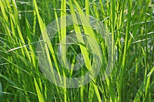 Native-grasses photo