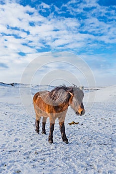 Native Iceland horses with thick winter coat