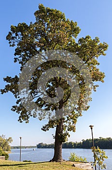 Native Illinois Bur Oak Tree