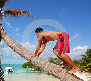 Native indian climbing coconut palm tree trunk