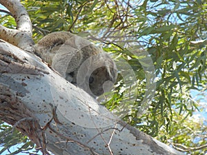 Native koala holding tight to a gum tree