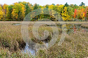 Native Lakeshore Grasses and marsh in Autumn