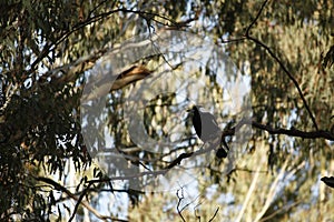 Native Magpie bird on a gumtree branch