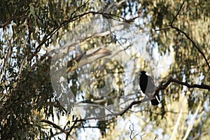 Native Magpie bird on a gumtree branch