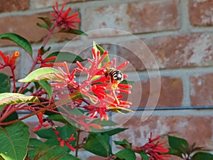 Native Mason Bee Pollinating Firebush Flower