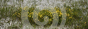 Native Moorland Bog Plant