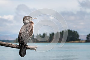 Native New Zealand bird - Pied shag