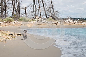 Native New Zealand bird Pied shag walks on along water edge