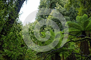 Native New Zealand ferns surrounded in a thick podocarp forest