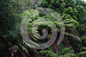 Native New Zealand ferns surrounded in a thick podocarp forest