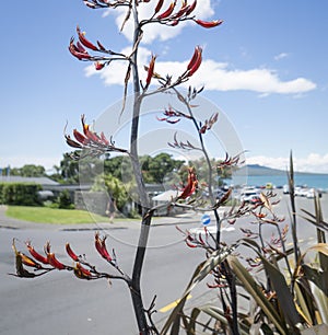 Native New Zealand Flax (Harakeke) in flower at Takapuna beach. People enjoying the summer, Auckland.