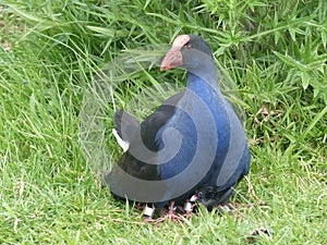 Native New Zealand Pukeko covering its chicks