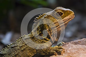 Native New Zealand Tuatara reptile Portrait