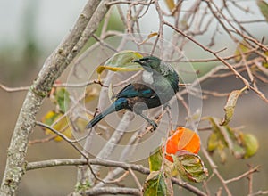 Native New Zealand Tui bird feeding from persimmon growing on a photo