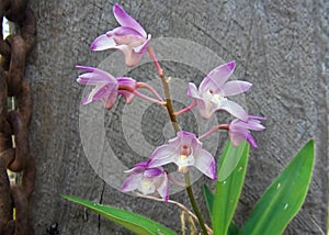 Native Orchid