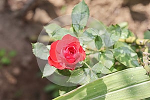 Native organic fragrant pink roses smelling in the garden