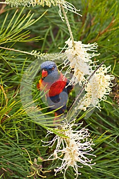 Doméstico loro 