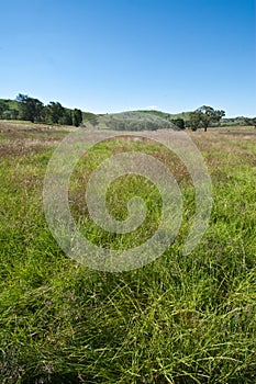 Native Pasture