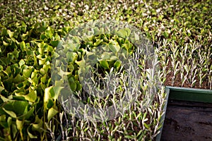 Native plant cuttings in trays on a glasshouse bench in a plant nursery in New Zealand