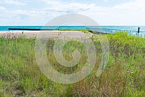 Native Plants on a Beach along the Shore of Lake Michigan in Evanston Illinois during Summer photo