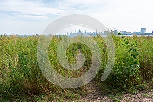 Native Plants at the Montrose Point Bird Sanctuary in Uptown Chicago with Lake Michigan and the Skyline in the Background