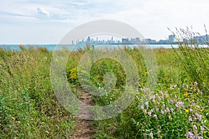 Native Plants at the Montrose Point Bird Sanctuary in Uptown Chicago with Lake Michigan and the Skyline in the Background