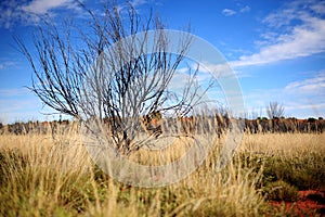 Native plants at Red rock of Alice Spring photo