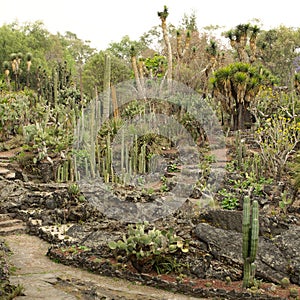 Native plants at the UNAM Botanical Garden in Mexico photo