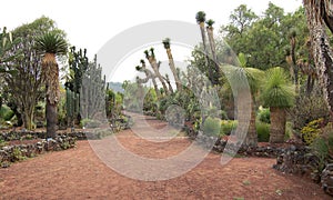 Native plants at the UNAM Botanical Garden in Mexico photo