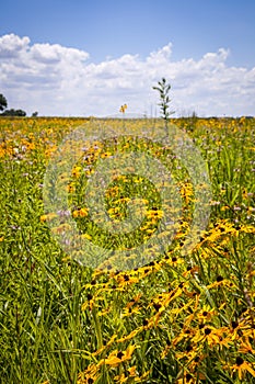 Native prairie flowers